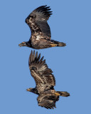 Eagle Acrobatics