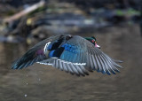 Wood Duck On The Wing