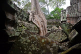 Ta Prohm Temple