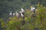 Birds - Ninh Binh