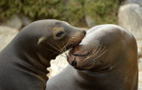 Galápagos Sea Lions