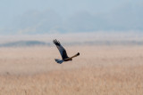male marsh harrier