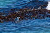Common Seal at Flamborough Head