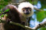 White-fronted brown lemur