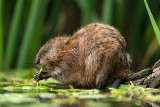 muskrat