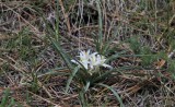 Sand Lily, <i>Leucocrinum montanum</i>