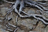 Roots at Loch Vale