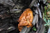 A Fungus at Loch Vale
