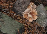 Mushroom near Mills Lake