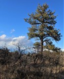 On the Ponderosa Loop