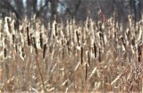 Cattail Heads Fuzzed Out
