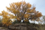 Rio Grande Cottonwood, Populus deltoides ssp. wislizeni