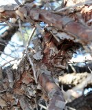 Bark on an Alligator Juniper