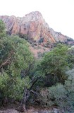 Texas madrone, Arbutus xalapensis