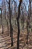 Young Pecan Trees, Nail Ranch