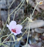 Paleface Rosemallow, Hibiscus denudatus