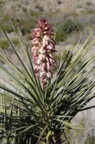 Torrey Yucca, Yucca torreyi