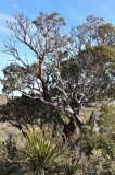 Texas madrone, Arbutus xalapensis