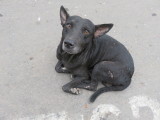 Kolkata stray dog 