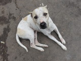 Kolkata stray dog