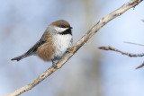 boreal chickadee 022617_MG_3600 