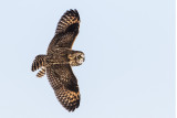 short-eared owl 030917_MG_4933 