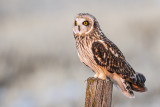 short-eared owl 032217_MG_7622 