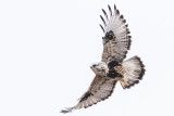 rough-legged hawk 033117_MG_9302 