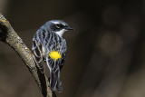 yellow-rumped warbler 050617_MG_9064 
