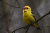 western tanager 050617_MG_8258 