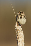 song sparrow 050717_MG_1403 