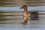 green-winged teal 050817_MG_1478 