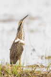 american bittern 051417_MG_5106 