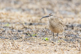 whimbrel 051417_MG_7310 