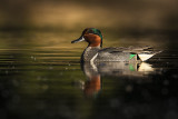 green-winged teal 052817_MG_6859 