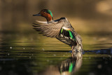 green-winged teal 052817_MG_6865 