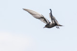 black tern 061717_MG_6498 