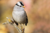 white-crowned sparrow 093017_MG_1835 