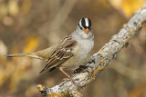 white-crowned sparrow 093017_MG_2316 