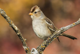 white-crowned sparrow 093017_MG_2750 