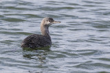 red-throated loon 101917_MG_5525 
