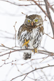 northern pygmy owl 022518_MG_4632 