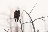 bald eagle 040918_MG_9969 