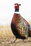 ring-necked pheasant 040918_MG_9525 