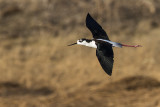 black-necked stilt 050518_MG_3668