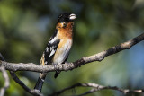 black-headed x rose-breasted grosbeak? 052018_MG_7955