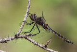 dragonfly 052618_MG_9303