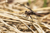 dragonfly 052718_MG_9625