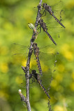 dragonfly 060318_MG_2089