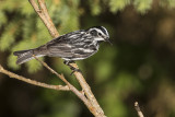 black-and-white warbler 061718_MG_3144